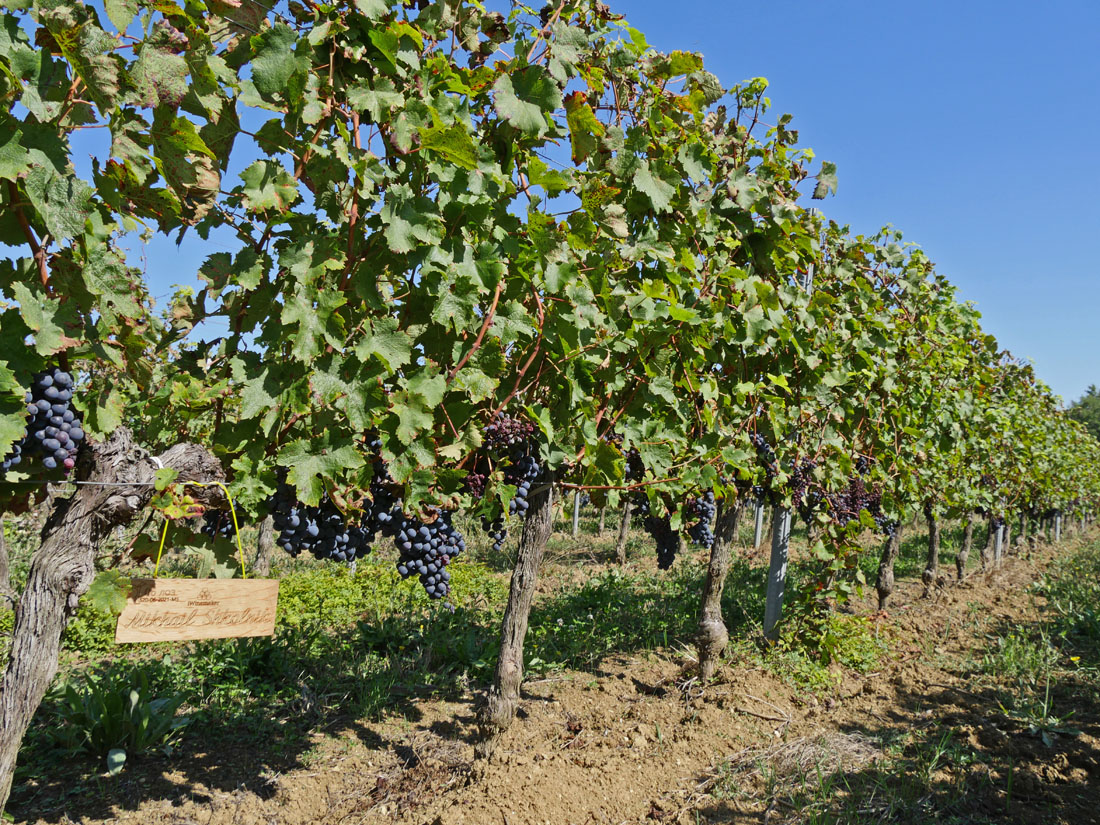 Виноградник на урожай